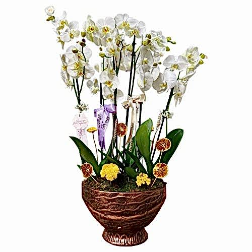 Beyaz Orkide kategori ikonu