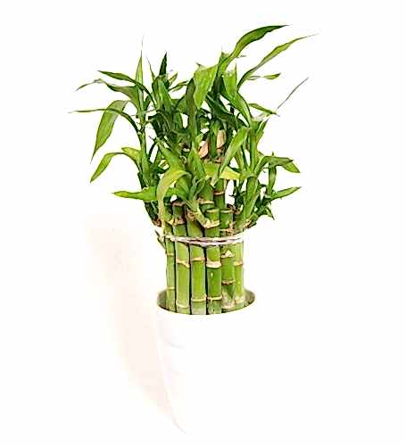 Erkek Arkadaş Çiçekleri kategori ikonu