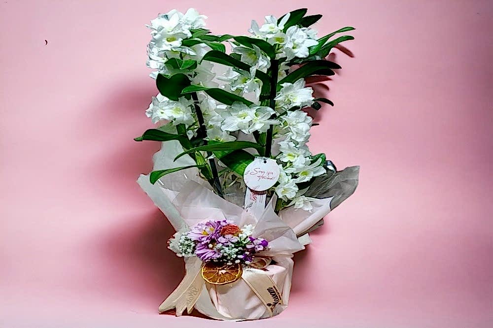 dendrobium orkide, nobile orkide, kokulu orkide