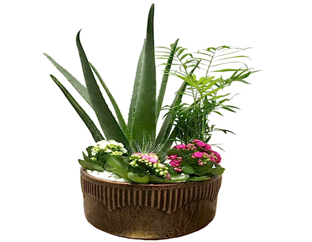 aloevera, aloevera, aloevera, aloevera, aloevera, aloevera, 