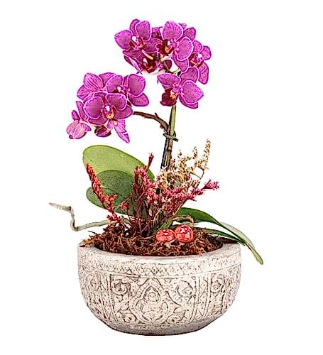 Mini Orkide kategori ikonu