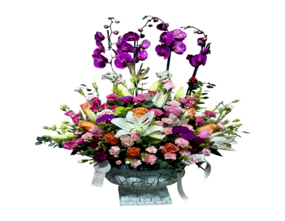 orkide, orkide bakımı, orkide büyütme, orkide satın al,