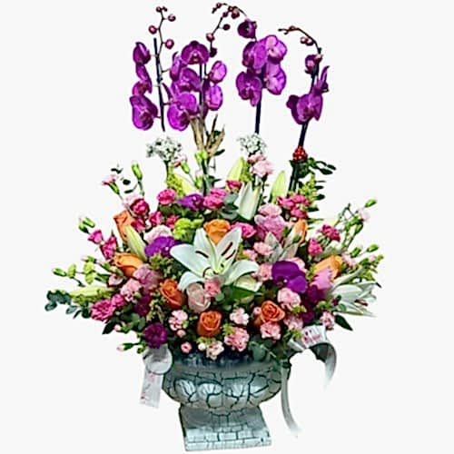 Premium Orkideler kategori ikonu